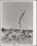 Twisted tree. Pie Town, New Mexico