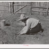 Mrs. Faro Caudill settling out cabbage plants in her garden. Pie Town, New Mexico