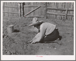 Mrs. Faro Caudill settling out cabbage plants in her garden. Pie Town, New Mexico