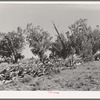 Fence made of dead trees and brush. Pie Town, New Mexico