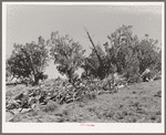 Fence made of dead trees and brush. Pie Town, New Mexico