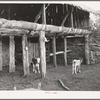 Calves in the slab barn of homesteader. Pie Town, New Mexico
