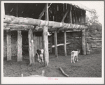 Calves in the slab barn of homesteader. Pie Town, New Mexico