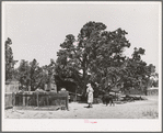 On the farm of the Huttons. Notice the seed bed by the fence at the left. Pie Town, New Mexico