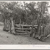 Cow lot fenced with rough poles. Farm at Pie Town, New Mexico