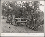 Cow lot fenced with rough poles. Farm at Pie Town, New Mexico