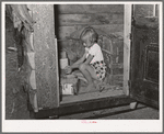 Daughter of homesteader getting chicken feed in slab shed. Trunk seen through the doorway was used to bring personal affects of the family west. Pie Town, New Mexico