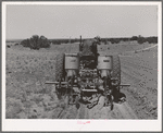 George Hutton, Jr., planting beans. Pie Town, New Mexico