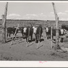 Part of the beef cattle herd on George Hutton's farm. Pie Town, New Mexico