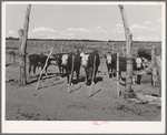 Part of the beef cattle herd on George Hutton's farm. Pie Town, New Mexico