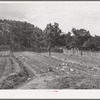 Jack Whinery works in his garden which will supply food for his family next winter. Pie Town, New Mexico