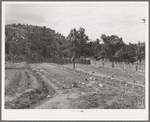 Jack Whinery works in his garden which will supply food for his family next winter. Pie Town, New Mexico