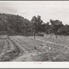 Jack Whinery works in his garden which will supply food for his family next winter. Pie Town, New Mexico