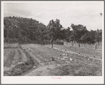Jack Whinery works in his garden which will supply food for his family next winter. Pie Town, New Mexico