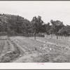 Jack Whinery works in his garden which will supply food for his family next winter. Pie Town, New Mexico
