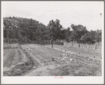 Jack Whinery works in his garden which will supply food for his family next winter. Pie Town, New Mexico