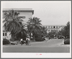 Noon hour at the Phoenix Union High School. Phoenix, Arizona