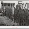 Backyard of apartment house at the Arizona part-time farms. Chandler Unit. Maricopa County, Arizona