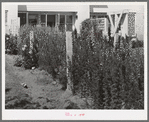 Backyard of apartment house at the Arizona part-time farms. Chandler Unit. Maricopa County, Arizona