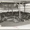 Hogs. Casa Grande Valley Farms, Pinal County, Arizona