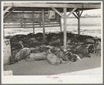 Hogs. Casa Grande Valley Farms, Pinal County, Arizona