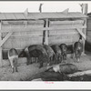 Hogs at the Casa Grande Valley Farms. Pinal County, Arizona