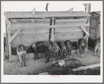 Hogs at the Casa Grande Valley Farms. Pinal County, Arizona