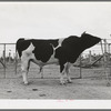 Pedigreed Holstein herd bull at the Casa Grande Valley Farms. Pinal County, Arizona