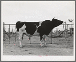 Pedigreed Holstein herd bull at the Casa Grande Valley Farms. Pinal County, Arizona