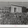 Children picking flowers in garden in front of their home at the Casa Grande Valley Farms. Pinal County, Arizona