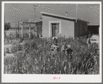 Children picking flowers in garden in front of their home at the Casa Grande Valley Farms. Pinal County, Arizona