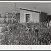 Children picking flowers in garden in front of their home at the Casa Grande Valley Farms. Pinal County, Arizona