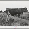 Guernsey heifer at the Casa Grande Valley Farms. Pinal County, Arizona. Her dam on test yielded 760 pounds of butterfat in 365 days, milked about twice a day. "A great Guernsey" the herdman said