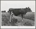 Guernsey heifer at the Casa Grande Valley Farms. Pinal County, Arizona. Her dam on test yielded 760 pounds of butterfat in 365 days, milked about twice a day. "A great Guernsey" the herdman said