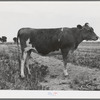 Guernsey heifer at the Casa Grande Valley Farms. Pinal County, Arizona. Her dam on test yielded 760 pounds of butterfat in 365 days, milked about twice a day. "A great Guernsey" the herdman said