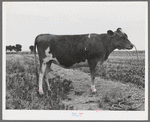 Guernsey heifer at the Casa Grande Valley Farms. Pinal County, Arizona. Her dam on test yielded 760 pounds of butterfat in 365 days, milked about twice a day. "A great Guernsey" the herdman said