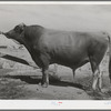 Senator Sybil Eminent, Jersey herd bull at the Casa Grande Valley Farms. Pinal County, Arizona. His dam was state champion for yield of milk and butter fat for all classes