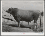 Senator Sybil Eminent, Jersey herd bull at the Casa Grande Valley Farms. Pinal County, Arizona. His dam was state champion for yield of milk and butter fat for all classes