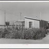 Children in flower garden at side of their home at the Casa Grande Valley Farms. Pinal County, Arizona