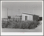 Children in flower garden at side of their home at the Casa Grande Valley Farms. Pinal County, Arizona