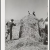 In the hay field at Casa Grande Valley Farms. Pinal County, Arizona