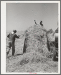 In the hay field at Casa Grande Valley Farms. Pinal County, Arizona