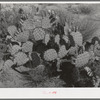 Cactus. Graham County, Arizona