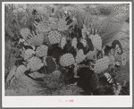Cactus. Graham County, Arizona