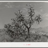 Cactus in Graham County, Arizona