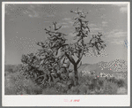 Cactus in Graham County, Arizona