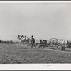 Mormon farmer driving cooperative fruit sprayer to his orchard. Cache County, Utah