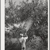 Member of FSA cooperative spraying fruit. Cache County, Utah