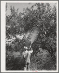 Member of FSA cooperative spraying fruit. Cache County, Utah