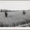 Field of wheat on right has been manured, one on right is unmanured. Box Elder County, Utah